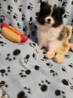 Oreo, a male Pomeranian for sale in Mount Gilead, OH – Photo 5 of 10
