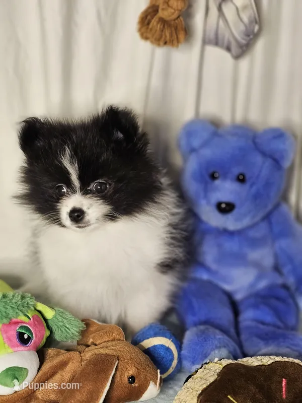 Oreo – Pomeranian puppy for sale in Mount Gilead, OH