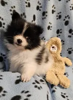 Oreo, a male Pomeranian for sale in Mount Gilead, OH – Photo 3 of 10