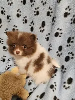 Brownie, a male Pomeranian for sale in Mount Gilead, OH – Photo 7 of 7
