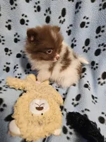 Brownie, a male Pomeranian for sale in Mount Gilead, OH – Photo 3 of 7