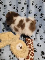 Brownie, a male Pomeranian for sale in Mount Gilead, OH – Photo 2 of 7