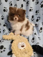 Brownie, a male Pomeranian for sale in Mount Gilead, OH – Photo 6 of 7