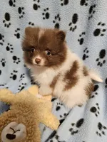 Brownie, a male Pomeranian for sale in Mount Gilead, OH – Photo 5 of 7