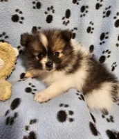 Taz, a male Pomeranian for sale in Mount Gilead, OH – Photo 2 of 8