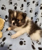 Taz, a male Pomeranian for sale in Mount Gilead, OH – Photo 1 of 8