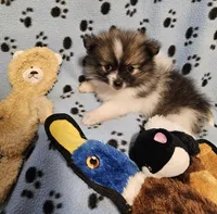 Taz, a male Pomeranian for sale in Mount Gilead, OH – Photo 4 of 8