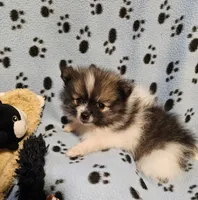 Taz, a male Pomeranian for sale in Mount Gilead, OH – Photo 7 of 8