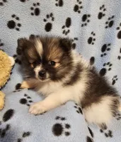 Taz, a male Pomeranian for sale in Mount Gilead, OH – Photo 5 of 8