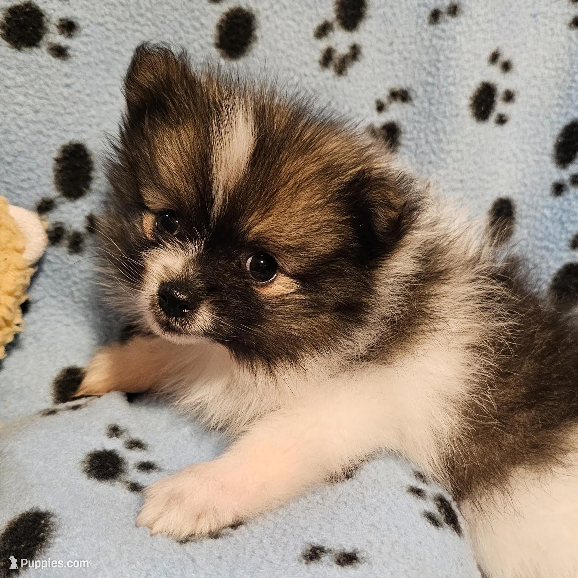 Taz, a male Pomeranian for sale in Mount Gilead, OH – Photo 8 of 8