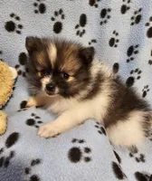 Taz, a male Pomeranian for sale in Mount Gilead, OH – Photo 6 of 8