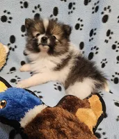 Taz, a male Pomeranian for sale in Mount Gilead, OH – Photo 3 of 8