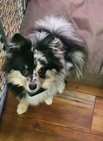 Merlin, a male Pomeranian for sale in Mount Gilead, OH – Photo 1 of 4