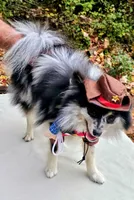 Merlin, a male Pomeranian for sale in Mount Gilead, OH – Photo 2 of 4