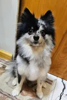 Merlin, a male Pomeranian for sale in Mount Gilead, OH – Photo 3 of 4