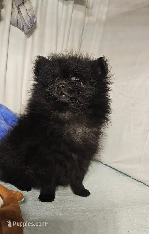 Bear – Pomeranian puppy for sale in Mount Gilead, OH