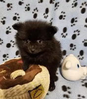 Bear, a male Pomeranian for sale in Mount Gilead, OH – Photo 2 of 7