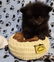 Bear, a male Pomeranian for sale in Mount Gilead, OH – Photo 7 of 7