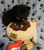 Bear, a male Pomeranian for sale in Mount Gilead, OH – Photo 3 of 7