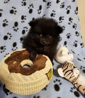 Bear, a male Pomeranian for sale in Mount Gilead, OH – Photo 4 of 7