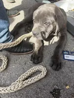 Zella, a female Cane Corso for sale in Dallas, TX – Photo 2 of 3