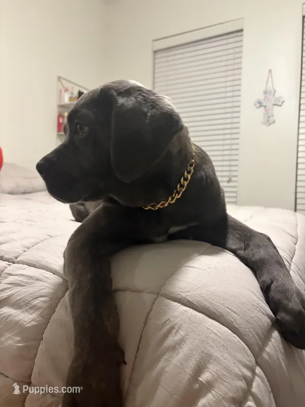 Zella – Cane Corso puppy for sale in Dallas, TX