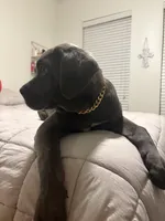 Zella, a female Cane Corso for sale in Dallas, TX – Photo 1 of 3