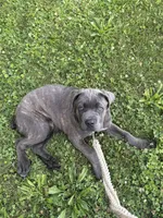 Zella, a female Cane Corso for sale in Dallas, TX – Photo 3 of 3