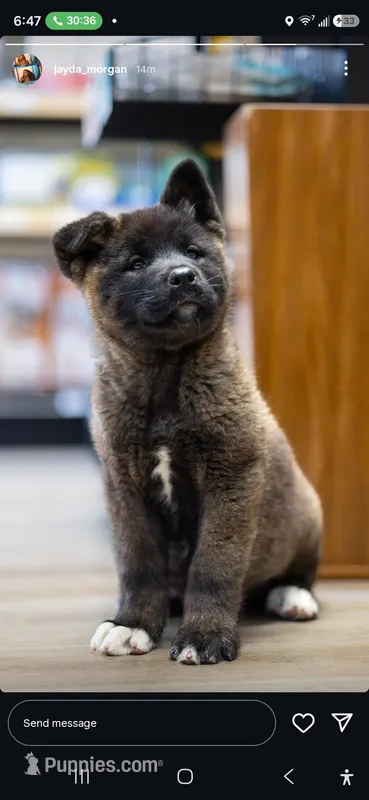 Girl – Japanese Akita puppy for sale in Ontario, CA