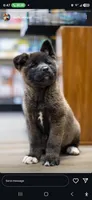 Girl, a female Japanese Akita for sale in Ontario, CA – Photo 1 of 4