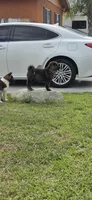 Girl, a female Japanese Akita for sale in Ontario, CA – Photo 4 of 4