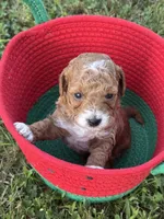 Toy Poodle Male, a male Poodle - Toy  for sale in Cartersville, GA – 7 of 7