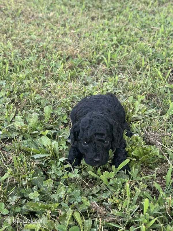 Toy Poodle Male – Poodle - Toy  puppy for sale in Cartersville, GA