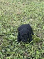 Toy Poodle Male, a male Poodle - Toy  for sale in Cartersville, GA – 1 of 8