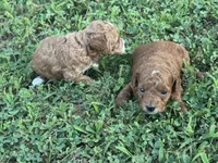 Toy Poodle Male, a male Poodle - Toy  for sale in Cartersville, GA – 7 of 7