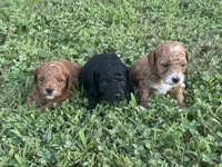 Toy Poodle Male, a male Poodle - Toy  for sale in Cartersville, GA – 6 of 8