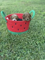 Toy Poodle Male, a male Poodle - Toy  for sale in Cartersville, GA – 3 of 7