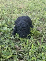Toy Poodle Male, a male Poodle - Toy  for sale in Cartersville, GA – 4 of 8