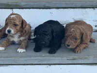 Toy Poodle Male, a male Poodle - Toy  for sale in Cartersville, GA – 8 of 8