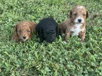 Toy Poodle Male, a male Poodle - Toy  for sale in Cartersville, GA – 5 of 7