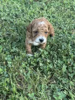 Toy Poodle Male, a male Poodle - Toy  for sale in Cartersville, GA – 2 of 7