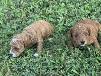 Toy Poodle Male, a male Poodle - Toy  for sale in Cartersville, GA – 4 of 7