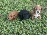 Toy Poodle Male, a male Poodle - Toy  for sale in Cartersville, GA – 7 of 8