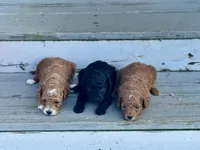 Toy Poodle Male, a male Poodle - Toy  for sale in Cartersville, GA – 2 of 8
