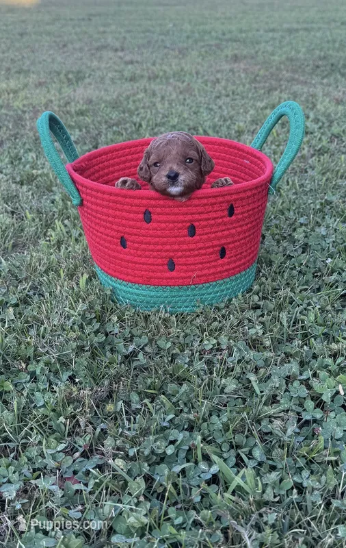 Toy Poodle Male – Poodle - Toy  puppy for sale in Cartersville, GA