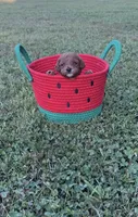 Toy Poodle Male, a male Poodle - Toy  for sale in Cartersville, GA – 1 of 7