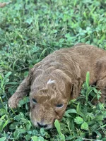 Toy Poodle Male, a male Poodle - Toy  for sale in Cartersville, GA – 3 of 7