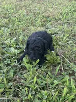 Toy Poodle Male, a male Poodle - Toy  for sale in Cartersville, GA – 5 of 8