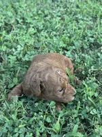 Toy Poodle Male, a male Poodle - Toy  for sale in Cartersville, GA – 4 of 7