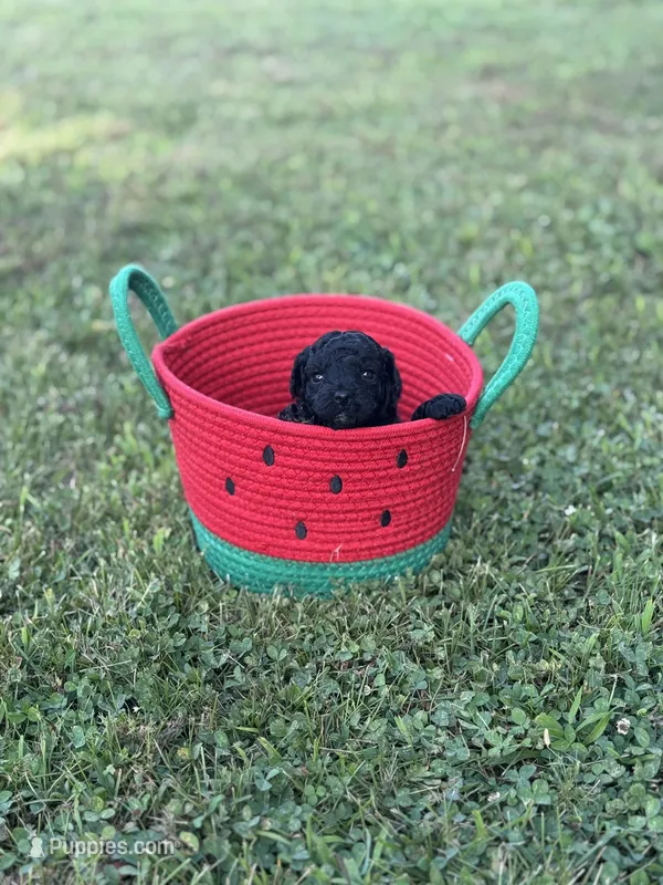 Toy Poodle Male – Poodle - Toy  puppy for sale in Cartersville, GA